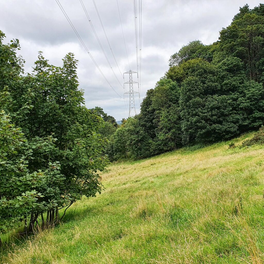 plant and habitat surveys