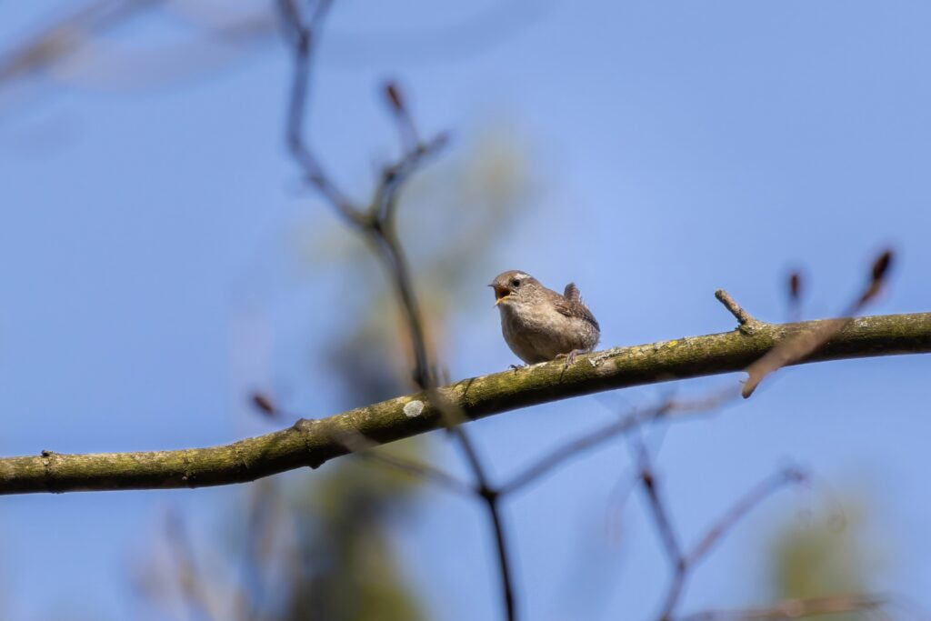 Eurasian Wren in Scotland