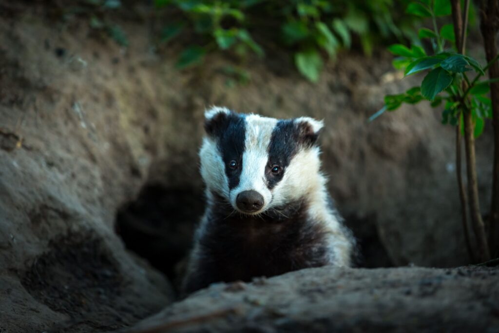 Badger, (Scientific name: Meles Meles) wild, native badger, facing forward and emerging from the badger sett.