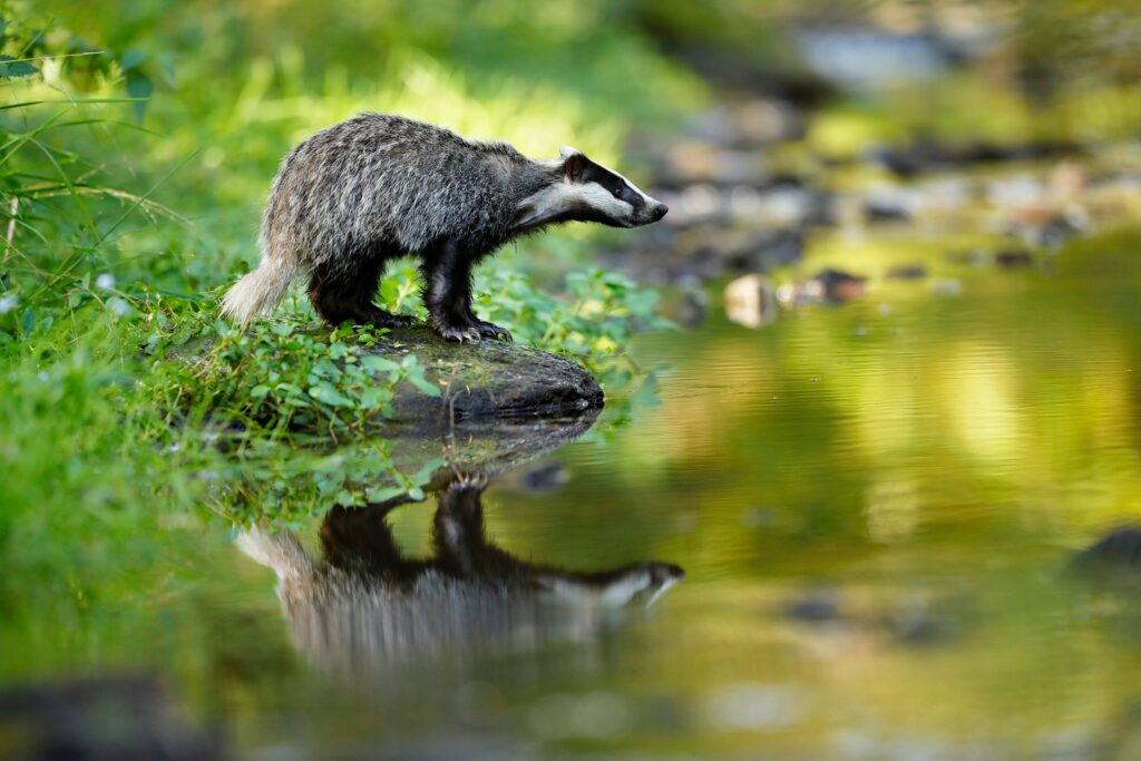 Downloaded Save to Library Preview Crop Find Similar File #: 557250022 European badger, Meles meles, low angle photo of big male in rainy day, drinking from forest lake, reflecting itself in calm water surface. Autumn in Scottish highlands. Isolated badger drinking water.