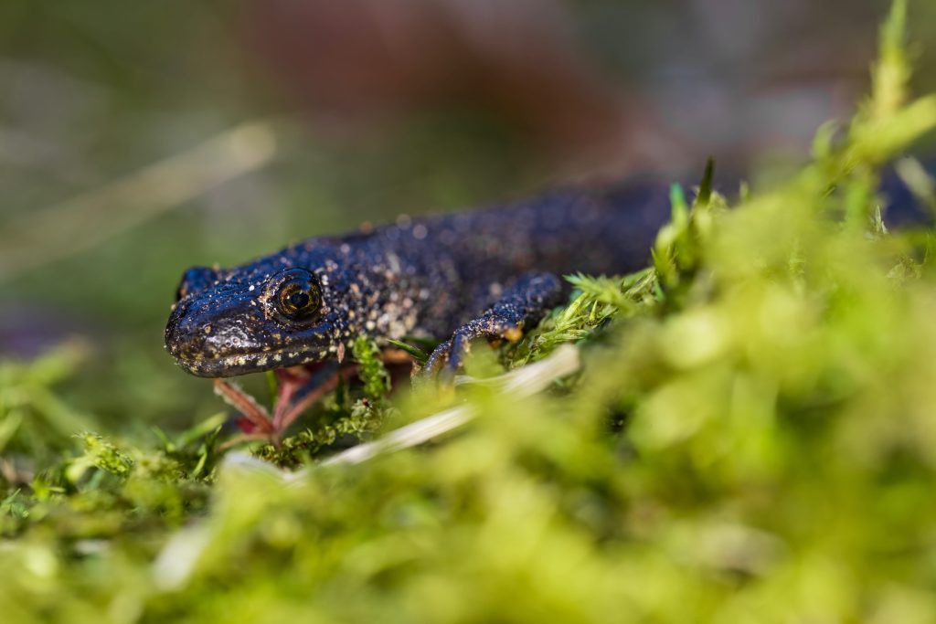 Crested newt in early sping just after waking up. Walking to the breeding grounds. Slowly, while loading energy on sun rays.
