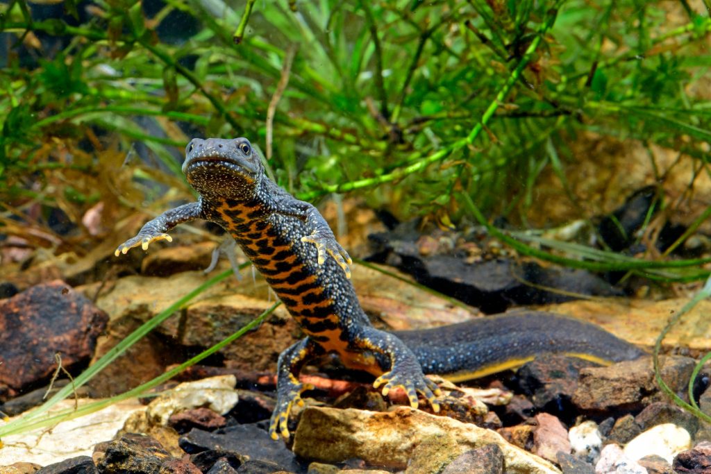 a great crested newt underwater with belly facing towards us. Floating upright with water foliage in the background