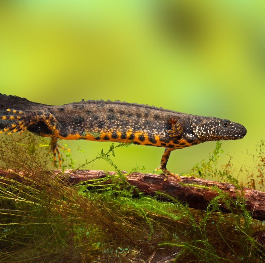 A great crested newt walking across a pond floor with a blurred green background
