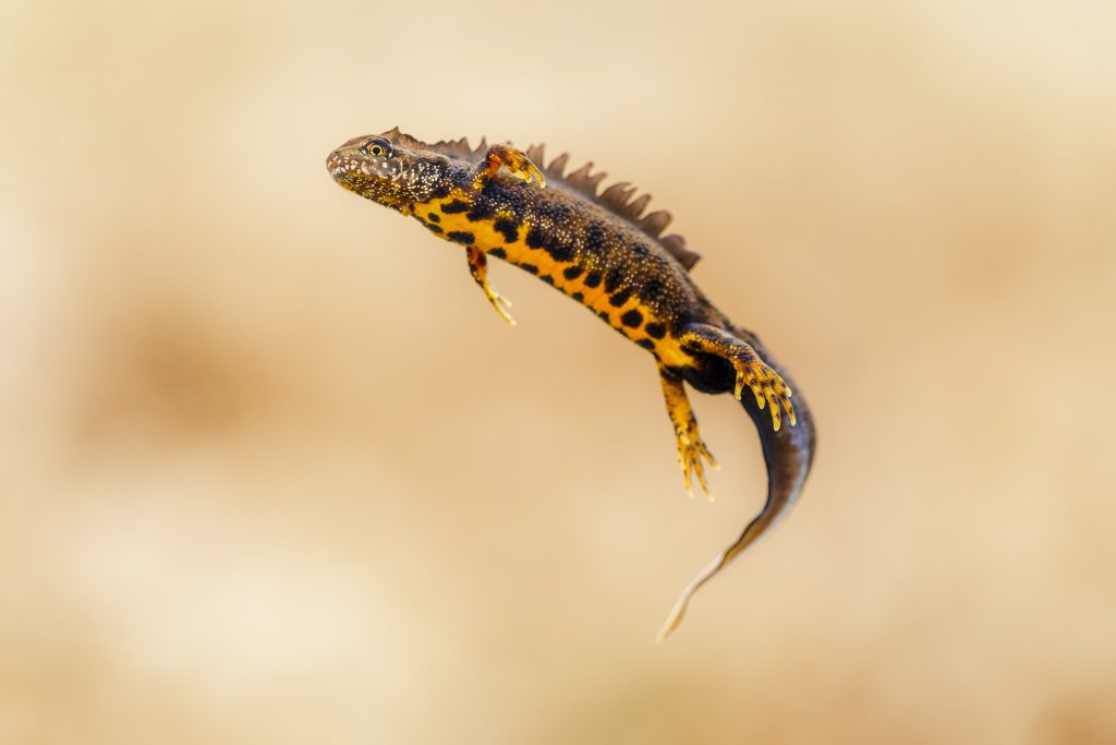 A singular great crested newt floating in clear water with a beige blurred background